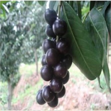 Ahal Fidan Karayemiş Laz Kiraz (Prunus Laurocerasus) Fidanı