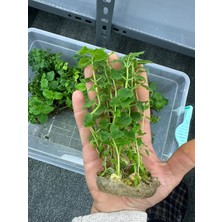 Ahal Fidan Paulownia ( Çin Kavaği, Pavlonya) Firsat 5 Li Paket