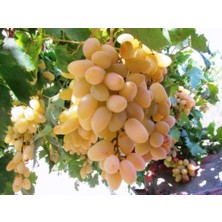 Ahal Fidan Tüplü Yöresel Çeşit Mevlana Üzüm Fidanı