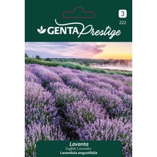 Genta Prestige Lavanta Çiçek Tohumu