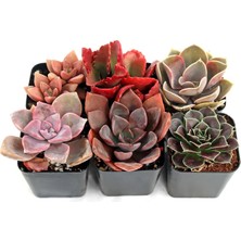 Tunç Botanik SUKULENT SETİ KIRMIZI RENKLİ 6'LI SET