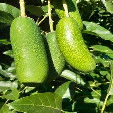 1 kg Bebek Avokado 1 kg Portakal