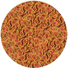 Braventa Collection Pro Colour 100GR Balık Yemi