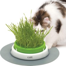 Braventa Collection Catıt Grass Planter, Kedi Otu, Kapaklı Kedi Kazığı, 1 Adet (Tekli Paket)