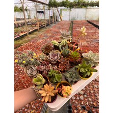 10 Sukulent Elit Serisi