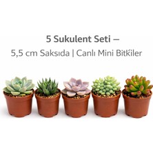 5’li Sukulent Seti – 5,5 cm Saksıda | Canlı Mini Sukulentler