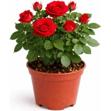 Bodur Gül – Saksıda Canlı Mini Gül | Bol Çiçekli & Dayanıklı