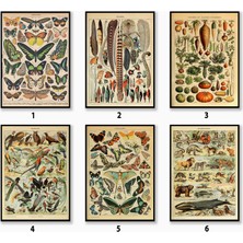 Ninastore Adolphe Millot Botanik Poster Setleri Vintage Duvar Sanatı Dekorasyonu Yemek Sanatı Hayvan Baskılı M