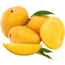 Taber Aşılı Alphonso Mango Fidanı - 2 Yaş - Tüplü 60-70 cm - Saksıda Yetişmeye Uygun (Dünyanın En Tatlı Mangosu)