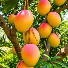 Taber Kent Mango Fidanı – 2 Yaş Aşılı, Tüplü, 60–70 cm | Lifsiz & Tatlı