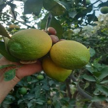 Limon 3 kg