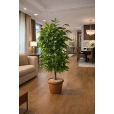 Altun Çiçekcilik Ceviz Ağacı Yaprağı 150 cm Kahverengi Saksı Dahil