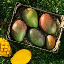 Taber Aşılı Keitt Mango Fidanı - 2 Yaş - Tüplü 60-70 cm - Lifsiz Dev Meyveli Tropikal Meyve Ağacı