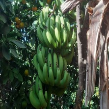 Dalından Yeşil Doğal Anamur Muzu 3 kg