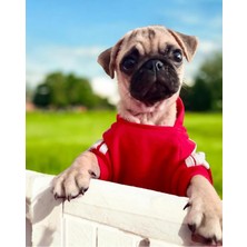 Feyza Design Yumuşak ve Rahat Kapşonlu Köpek Sweatshirt, Şık ve Sevimli Tasarım