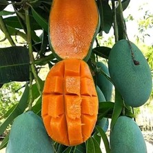 Taber Aşılı Keo Mango Fidanı - 2 Yaş - Tüplü 60-70 cm - En Erken Meyve Veren Verimli Egzotik Çeşit
