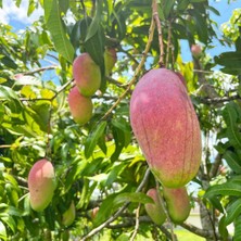 Taber Aşılı Valencia Pride Mango Fidanı - 2 Yaş - 1 kg Üzeri Dev Meyveli Nadir Gurme Çeşit (Sınırlı Stok)