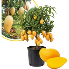 Taber Aşılı Ataulfo Bal Mangosu Fidanı - 2 Yaş - Dünyanın En Tatlı Lifsiz Honey Mangosu - 60-70 cm Tüplü