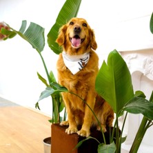 Feyza Design Beyaz Köpek Fuları ve Bandana, Geometrik Desenli, S-M-L Beden Seçenekleri