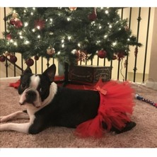 Feyza Design Sevimli Köpek Tütü Etek, Renkli ve Rahat Tasarım