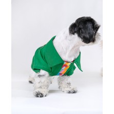 Feyza Design Yeşil Küçük ve Orta Irk Köpek Tasması, Şık ve Rahat Kullanım