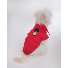 Feyza Design Renkli ve Şık Küçük ile Orta Irk Köpek Tasması, Rahat Kullanım