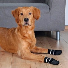 Feyza Design Konforlu ve Kaymaz Köpek Çorabı, M-L Beden, 2 Adet Set