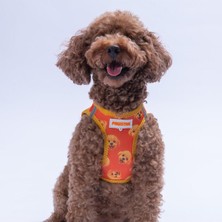 Feyza Design Nefes Alan Poodle Air-Mesh Göğüs Tasması, Konforlu ve Hafif Tasarım