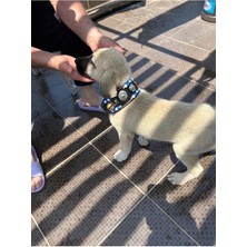 Feyza Design 2 Zilli Hakiki Deri Köpek Tasması, Yavru Kangal Boy 60 cm