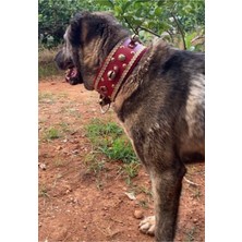 Feyza Design Geniş Deri Kangal Köpek Tasması, Kırmızı, Şık ve Rahat Kullanım