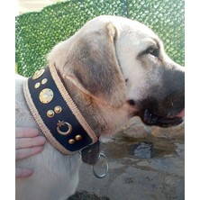 Feyza Design Sağlam ve Şık Hakiki Deri Kangal Köpek Tasması, Konforlu Kullanım