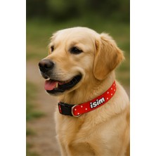 Feyza Design Renkli ve Rahat Köpek Boyun Tasması, Tüm Irklar Için Şık ve Güvenli