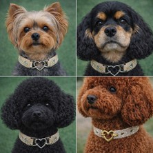 Feyza Design Parlak Taşlı Köpek Tasması ve Kolyesi, Şık ve Zarif Tasarım