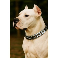 Feyza Design Şık ve Hafif Tasma Zincir Köpek Kolyesi, Zarif ve Konforlu Kullanım