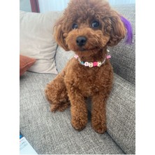 Feyza Design Boncuklu Köpek ve Kedi Tasma ve Kolye Seti, Ayırılabilir Tasarım