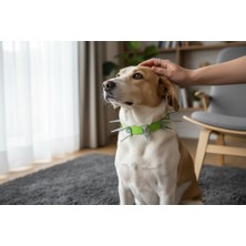 Feyza Design Orta Boy Dikenli Köpek Tasması, Güvenli ve Dayanıklı Tasarım