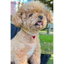 Feyza Design Şık ve Ayarlanabilir Cam Incili Kalpli Köpek Boyun Tasması