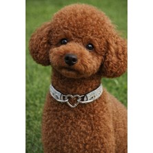 Feyza Design Parlak Taşlı Köpek Tasma ve Kolye, Şık ve Zarif Tasarım