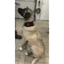 Feyza Design Yavru Kangal Köpek Tasması, Hakiki Deri, 60 Cm, Dayanıklı ve Şık Tasarım