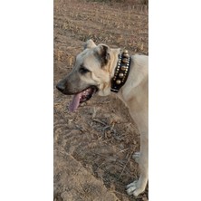 Feyza Design 10 Adet Manda Derisi Köpek Tasması, Dayanıklı ve Şık Tasarım