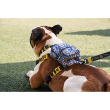 Feyza Design Renkli Köpek Göğüs Tasması ve Çanta Seti - Konforlu ve Şık Tasarım