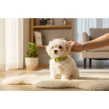 Feyza Design Yavru Köpekler Için Renkli ve Rahat Tasma, Güvenle Takabilirsiniz