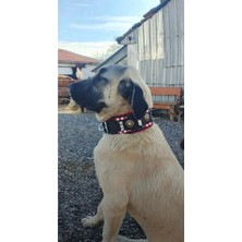 Feyza Design Kangal Çoban Köpek Tasması, Hakiki Deri, Kırmızı Beyaz Boncuklu