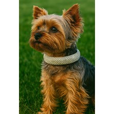 Feyza Design Parlak Taşlı Şık Köpek Tasması ve Kolyesi, Şıklığınızı Tamamlar