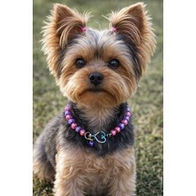 Feyza Design Renkli Köpek Tasma Kolyesi, Boncuklu Şık ve Dayanıklı Tasarım