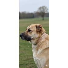 Feyza Design Çift Kat Çivi Dilli Kaynaklı Köpek Tasması, Güçlü ve Dayanıklı Tasarım