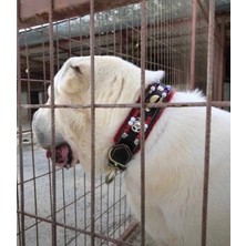 Feyza Design Deri Kangal Köpek Tasması, Tek Zilli, 5 cm Genişlik, Dayanıklı Tasarım