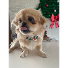 Feyza Design Sevimli Papyon Şeklinde Inci Boncuklu Köpek Tasması, Konforlu ve Şık Tasarım