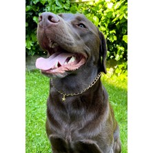 Feyza Design Yıldız Detaylı Ayarlanabilir Köpek Boyun Tasması, Gold Zincir