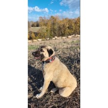 Feyza Design Hakiki Manda Derisi Çoban Köpek Tasması, Zilli Kırmızı Beyaz Boncuklu